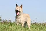 BOUVIER DES ARDENNES 115